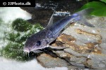 nemadoras elongatus nemadoras elongatus