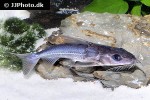 nemadoras elongatus nemadoras elongatus