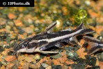 orinocodoras eigenmanni orinocodoras eigenmanni