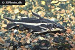 orinocodoras eigenmanni orinocodoras eigenmanni
