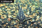 orinocodoras eigenmanni orinocodoras eigenmanni