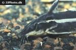 orinocodoras eigenmanni orinocodoras eigenmanni