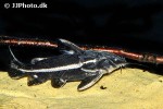 orinocodoras eigenmanni orinocodoras eigenmanni