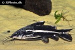 orinocodoras eigenmanni orinocodoras eigenmanni