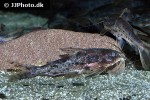 ossancora eigenmanni ossancora eigenmanni