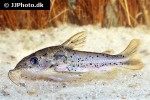 ossancora punctata ossancora punctata