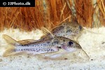 ossancora punctata ossancora punctata