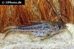 ossancora punctata ossancora punctata