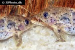 ossancora punctata ossancora punctata