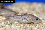 ossancora punctata ossancora punctata