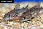 ossancora punctata ossancora punctata