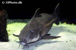 oxydoras sifontesi oxydoras sifontesi