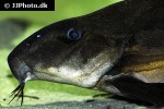 oxydoras sifontesi oxydoras sifontesi
