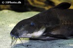 oxydoras sifontesi oxydoras sifontesi