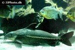 oxydoras sifontesi oxydoras sifontesi