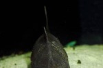 oxydoras sifontesi oxydoras sifontesi