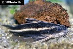 platydoras armatulus platydoras armatulus
