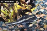 platydoras armatulus platydoras armatulus