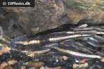 platydoras armatulus platydoras armatulus