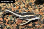 platydoras armatulus platydoras armatulus
