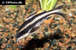 platydoras armatulus platydoras armatulus