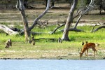 04 selous