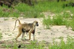 06 selous