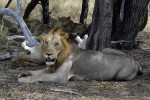07 selous