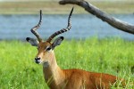 08 selous