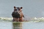 10 selous