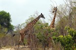 11 selous