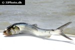 elops saurus elops saurus