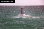 megalops atlanticus megalops atlanticus