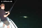 megalops atlanticus megalops atlanticus