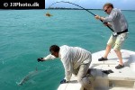 megalops atlanticus megalops atlanticus