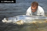 megalops atlanticus megalops atlanticus
