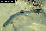 megalops atlanticus megalops atlanticus