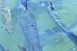 megalops atlanticus megalops atlanticus