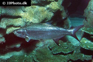 Tarpons & Bonefish