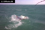 megalops atlanticus megalops atlanticus