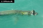 megalops atlanticus megalops atlanticus