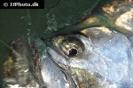 megalops atlanticus megalops atlanticus