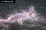 megalops atlanticus megalops atlanticus