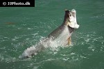 megalops atlanticus megalops atlanticus
