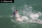 megalops atlanticus megalops atlanticus