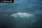 megalops atlanticus megalops atlanticus