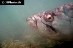 megalops atlanticus megalops atlanticus