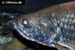 megalops atlanticus megalops atlanticus
