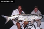 megalops atlanticus megalops atlanticus