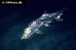 megalops atlanticus megalops atlanticus